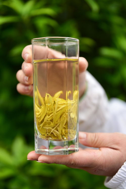 高山云霧出好茶，風(fēng)過云硒茶飄香